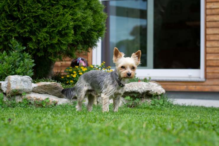 cane non fa pipì
