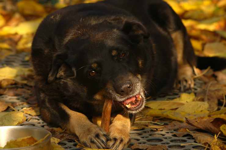 Cane mangia di buon gusto l'osso (Foto Pixabay)