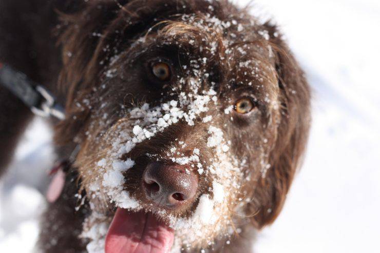 cane a spasso freddo