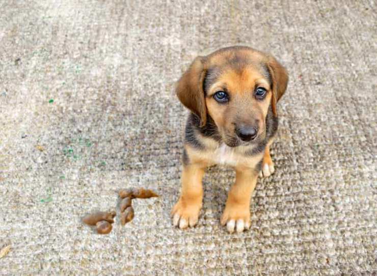 cane e feci