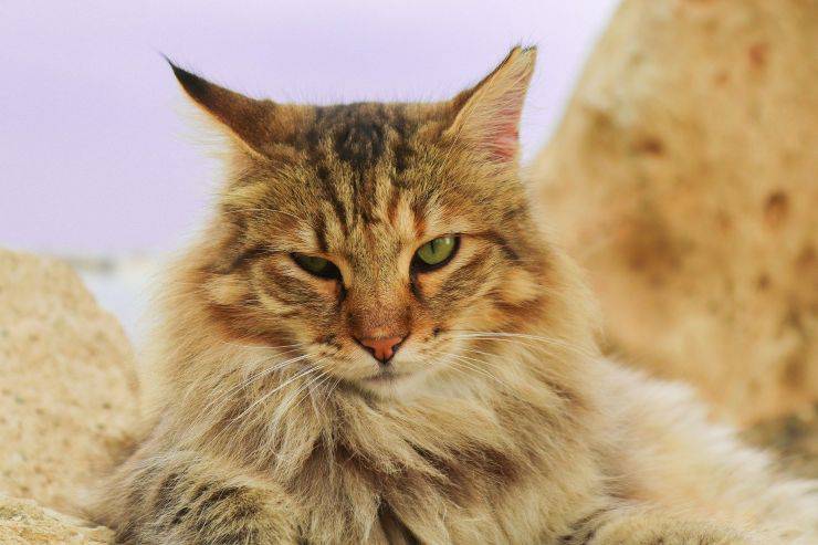 gatto pelo