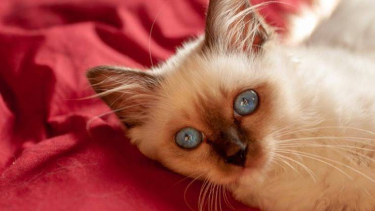 gatto a pelo lungo: quali razze di mici hanno il pelo lungo razze di gatti a pelo lungo