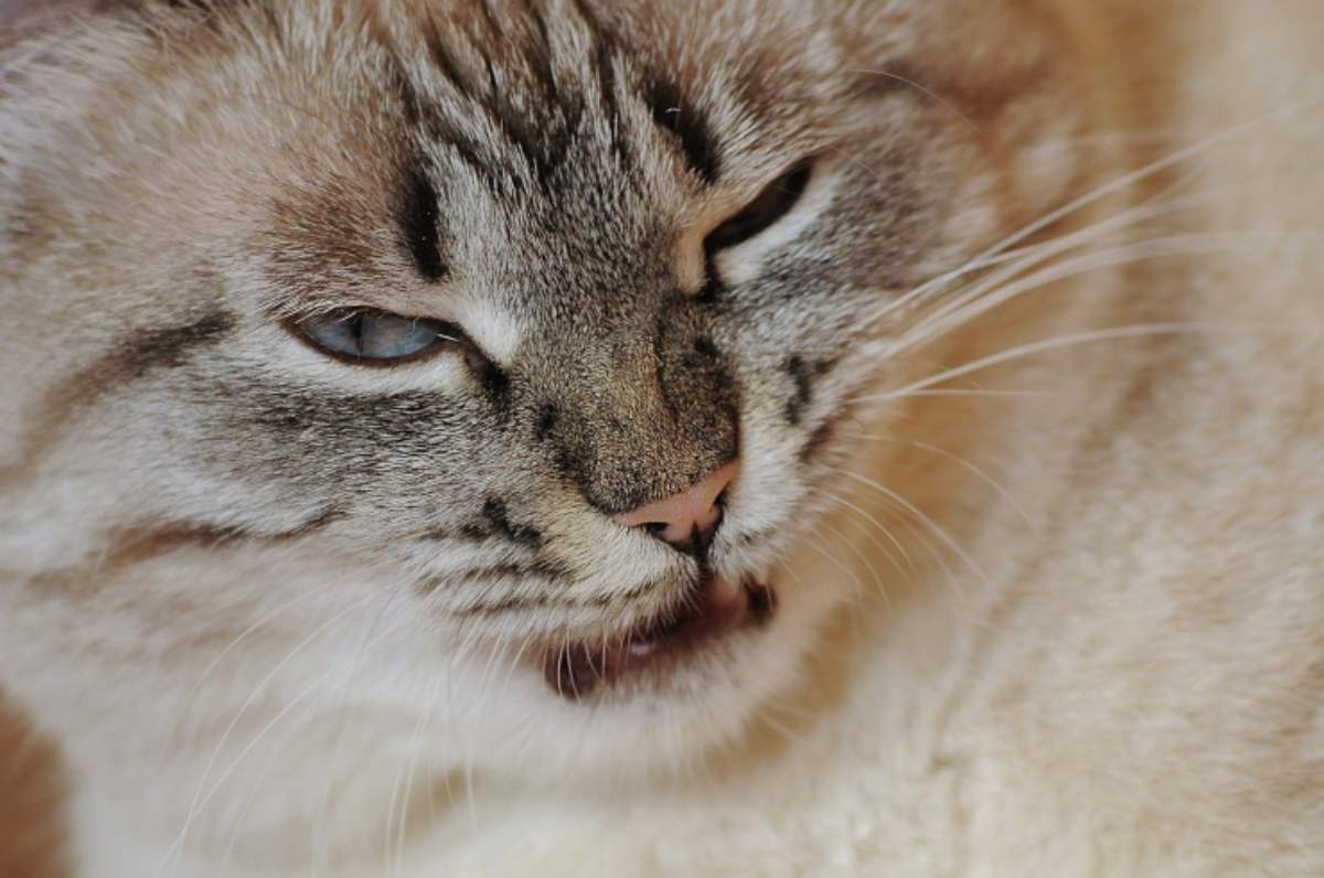 micio stress pelo