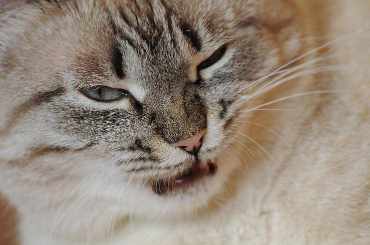 rabbia nel gatto