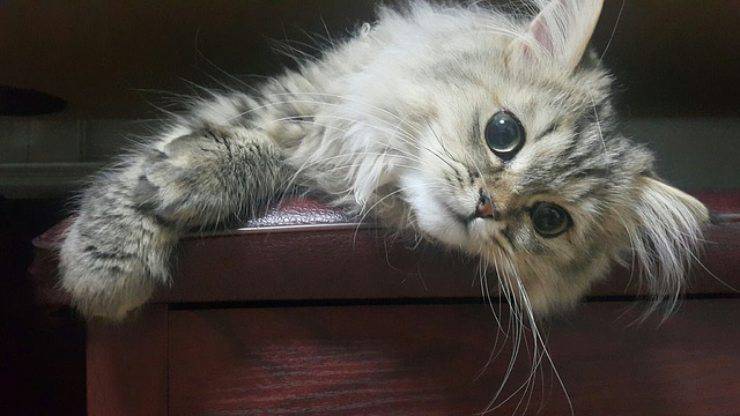 gatto persiano