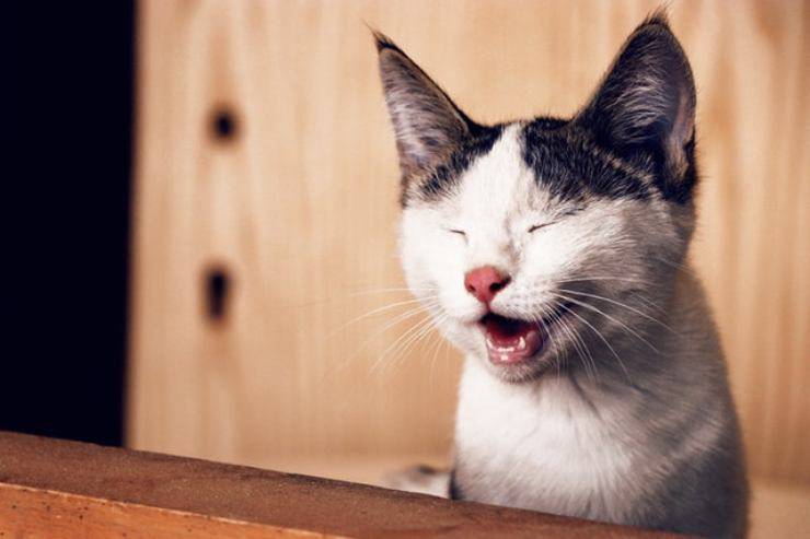 gatti ridono