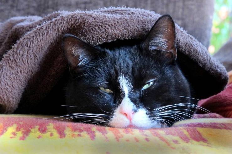 gatto