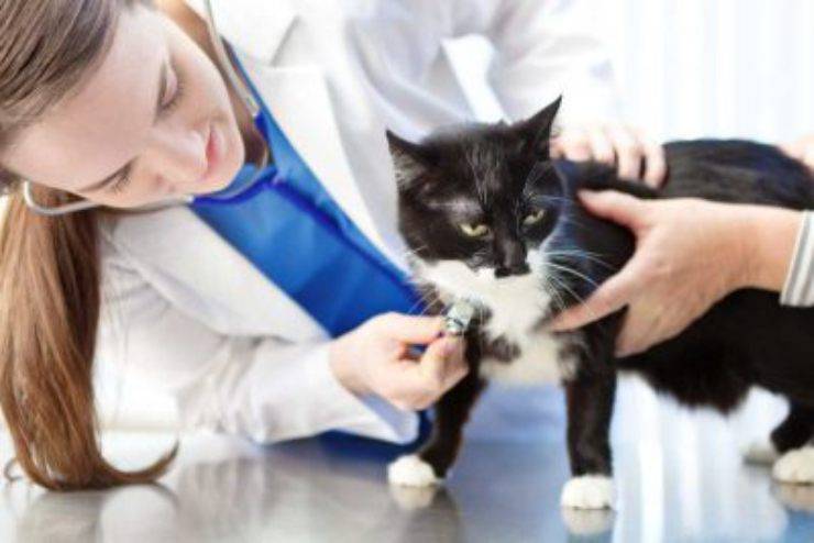 gatto veterinario