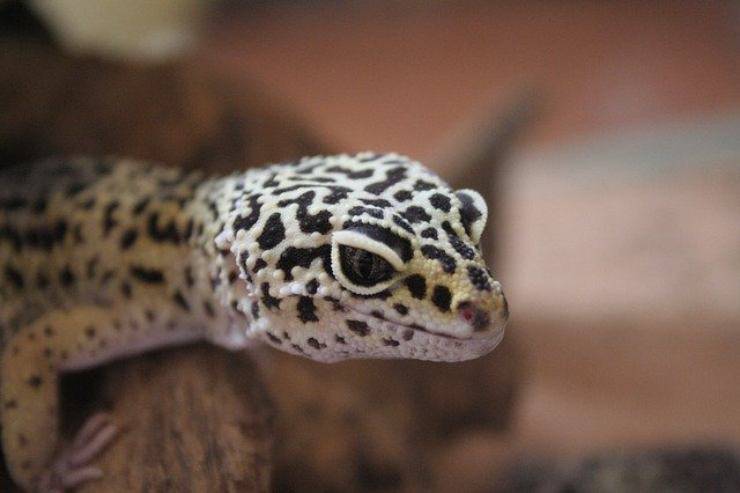 geco