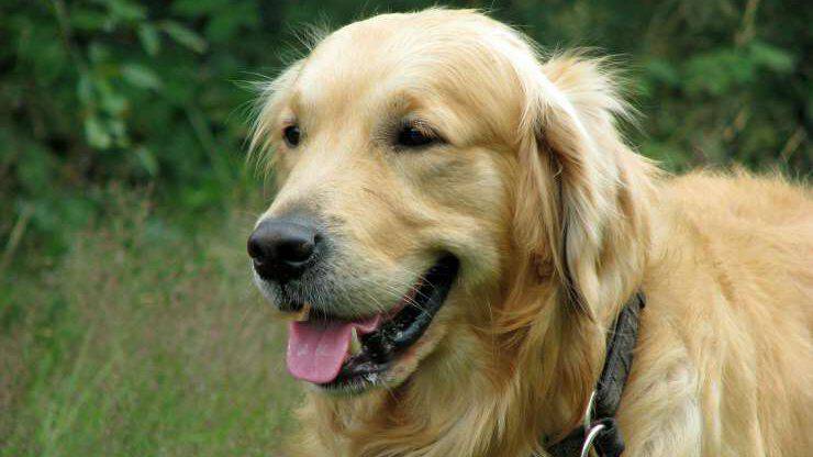 Golden Retriever Golden Retriever