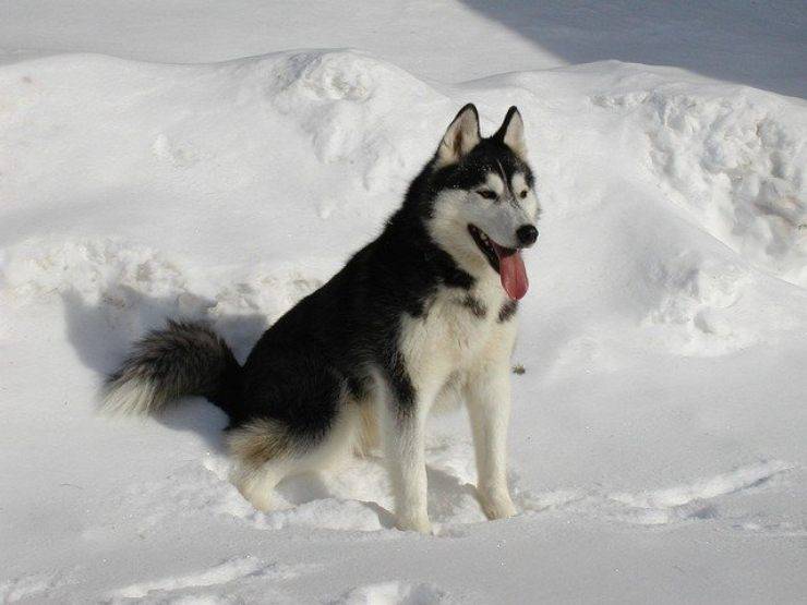 cani che resistono al freddo