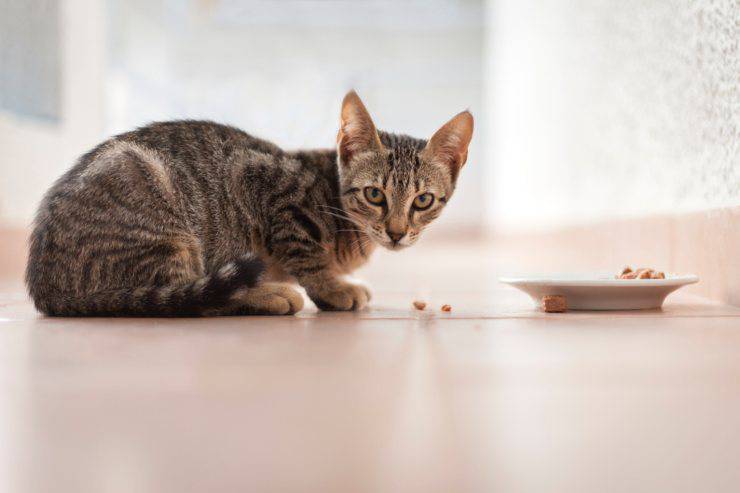 abitudini alimentari gatto