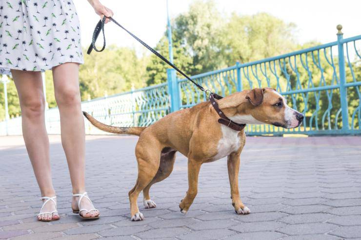 5 buone abitudini da insegnare al cane (Foto iStock)