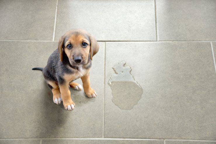 cucciolo bisogni in casa