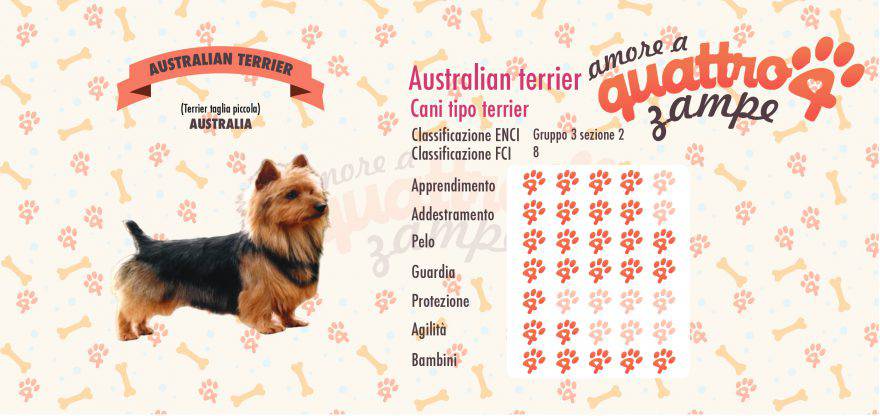 australian terrier scheda razza