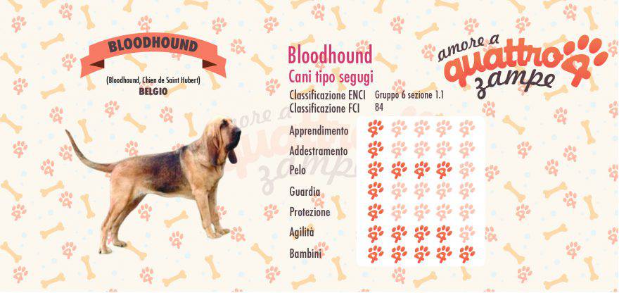 Bloodhound scheda razza