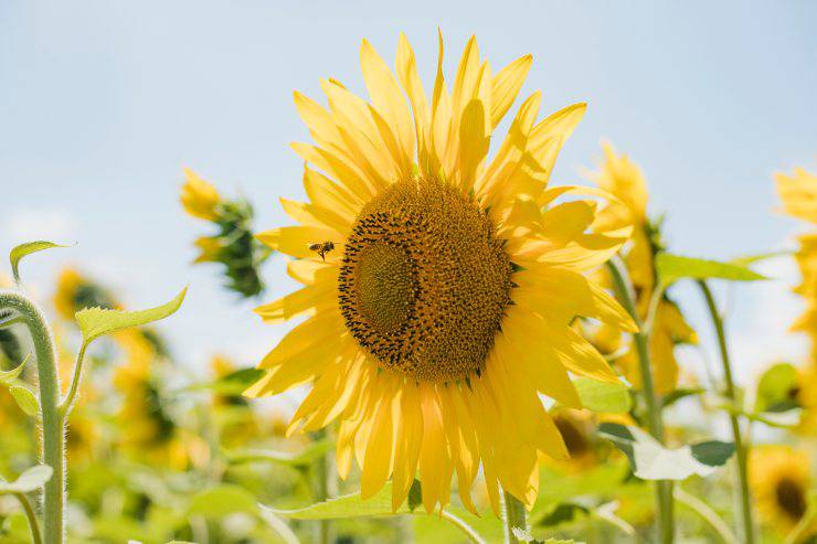 ape e fiore