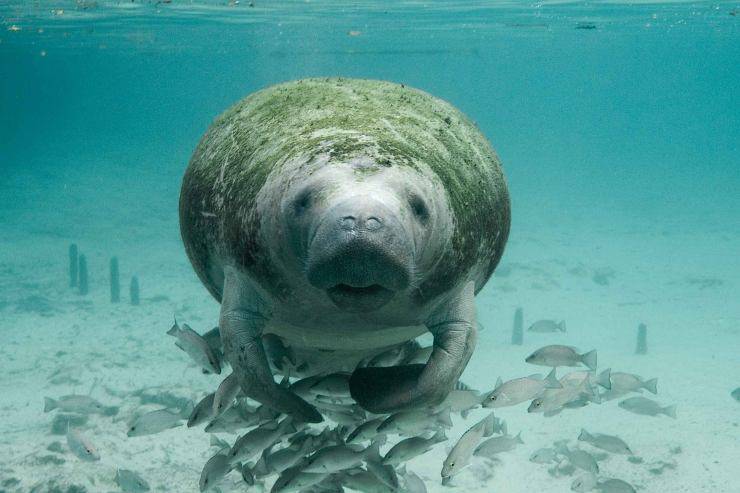 Animali più lenti del mondo