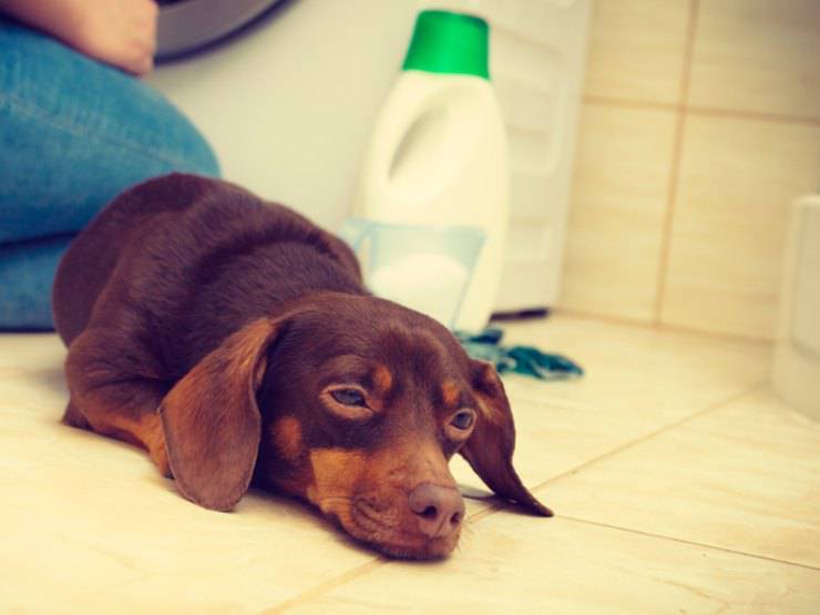 prodotti che possono causare cancro al cane