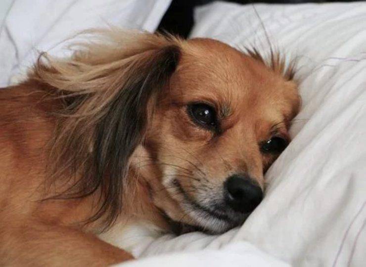 tigna nel cane