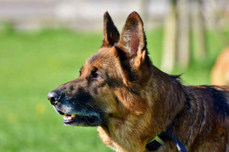 cane pastore tedesco (Foto Pixabay)