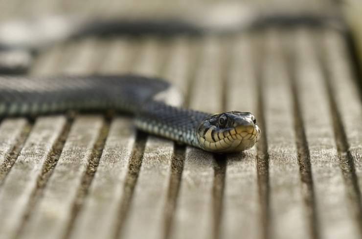 serpente striscia