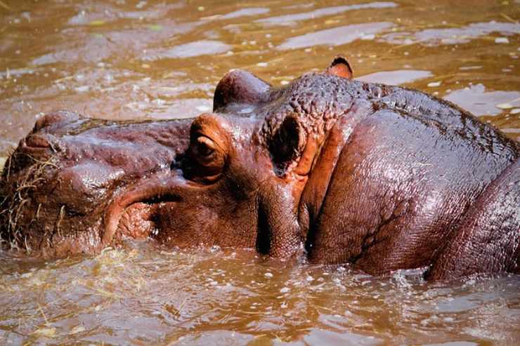 sudore ippopotamo