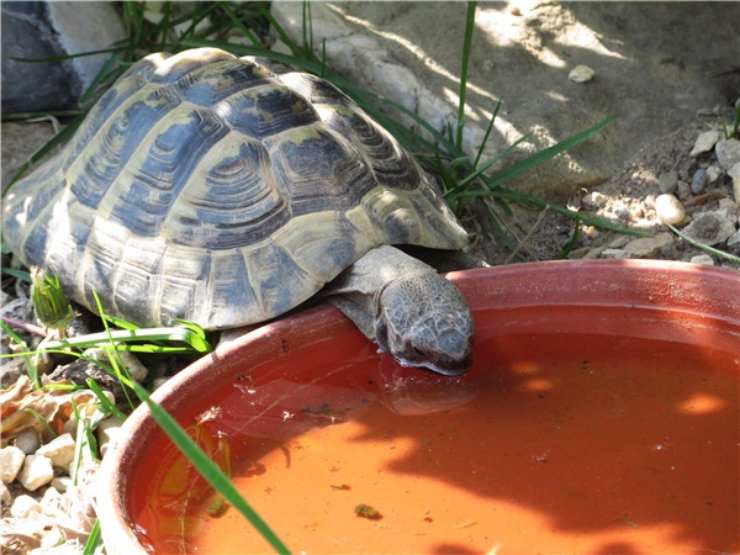 tartaruga