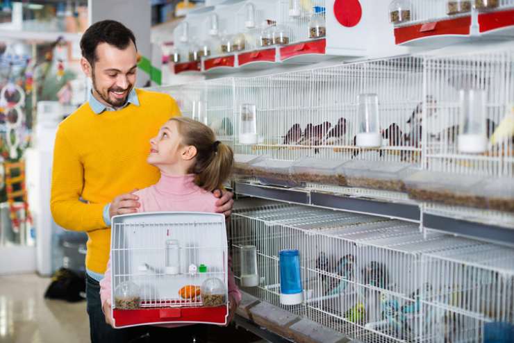 uccello come animale domestico