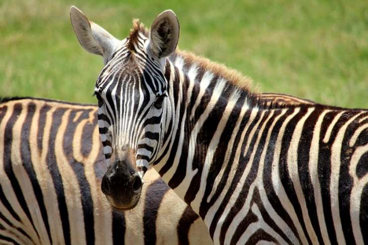 zebra a strisce
