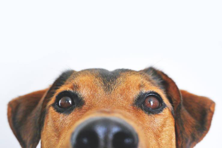 cane intelligente animale