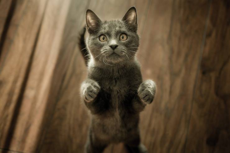 gatto acchiappa laser