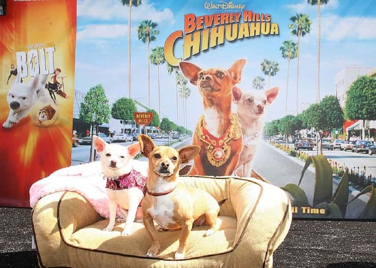 film animali parlanti