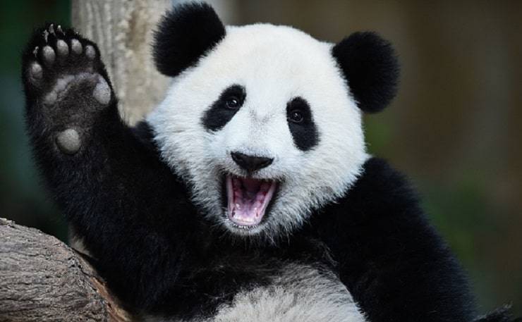 panda