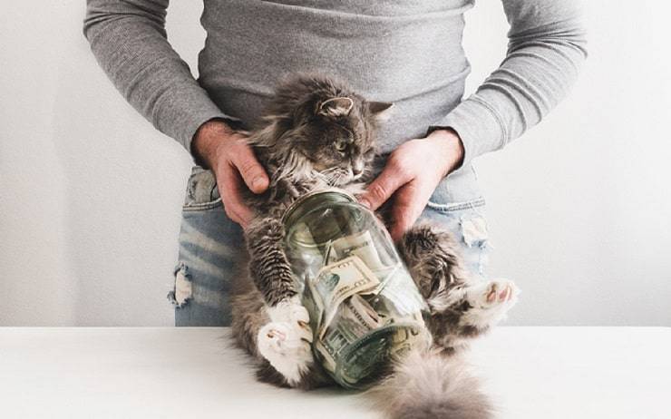 Come il gatto spiega