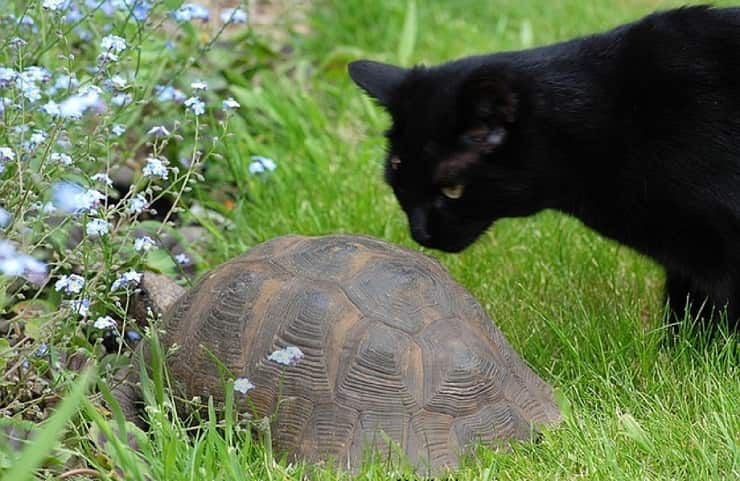 animale domestico giusto per te