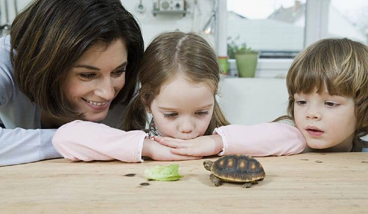 tartarughe aiuto bambini ricoverati