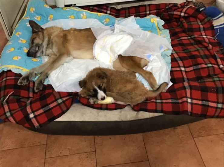 Il cane Lazzaro e il suo amico (Foto Facebook)