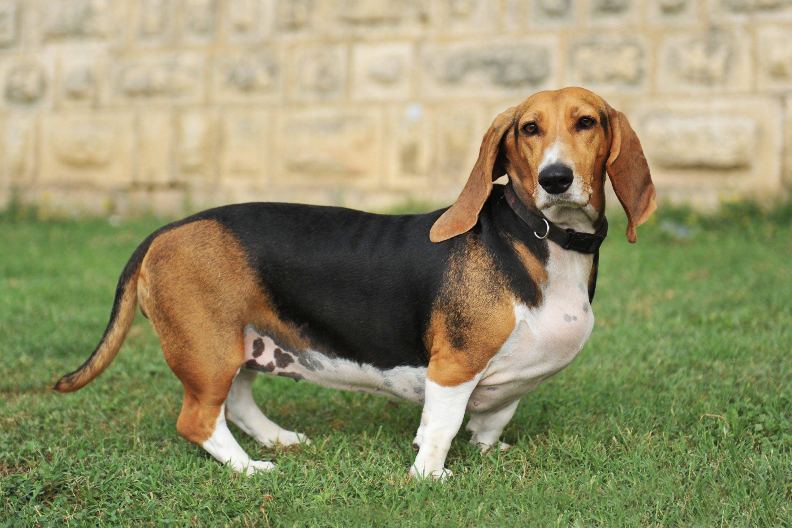 Basset Artésien Normand adulto