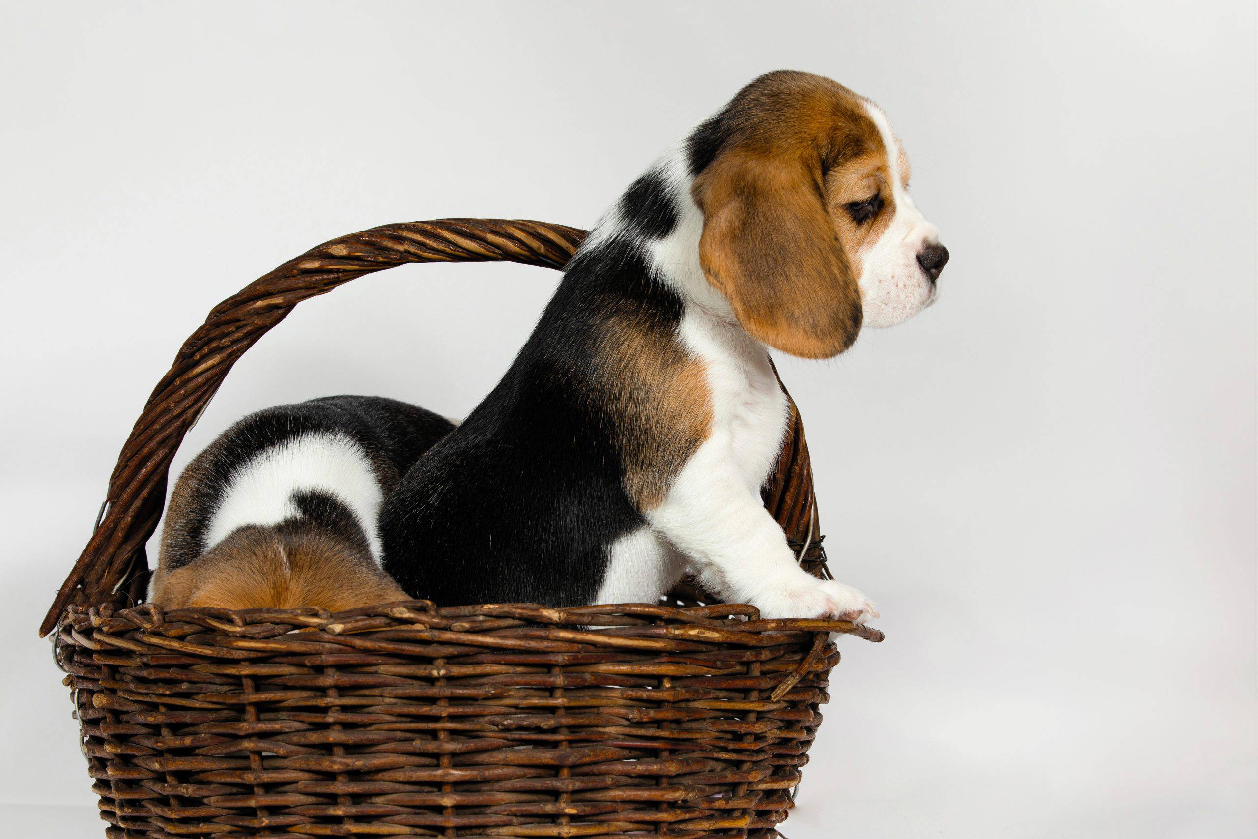Basset Artésien Normand cucciolo