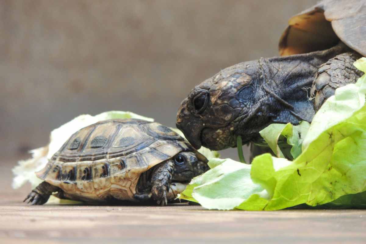 Tartarughe che mangiano insieme