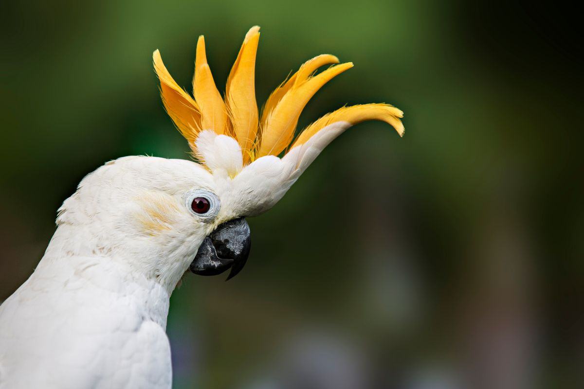 Pappagallo cacatua in primo piano