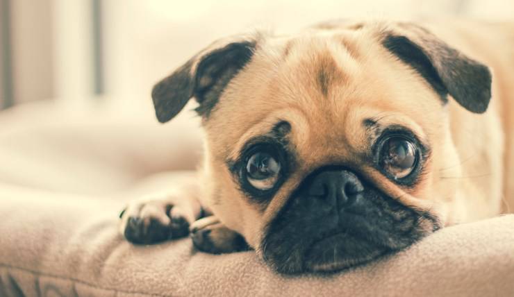 cane cucciolo triste