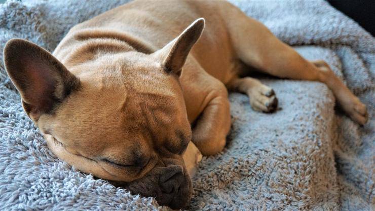 Tagliare le orecchie al cane