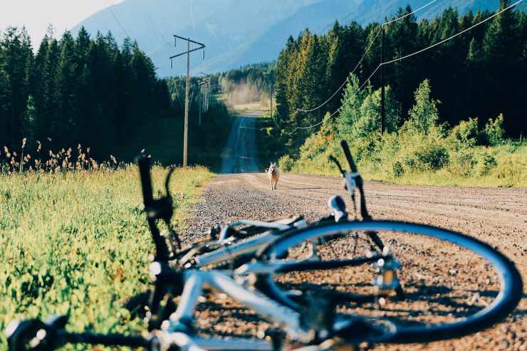 Cane e bicicletta