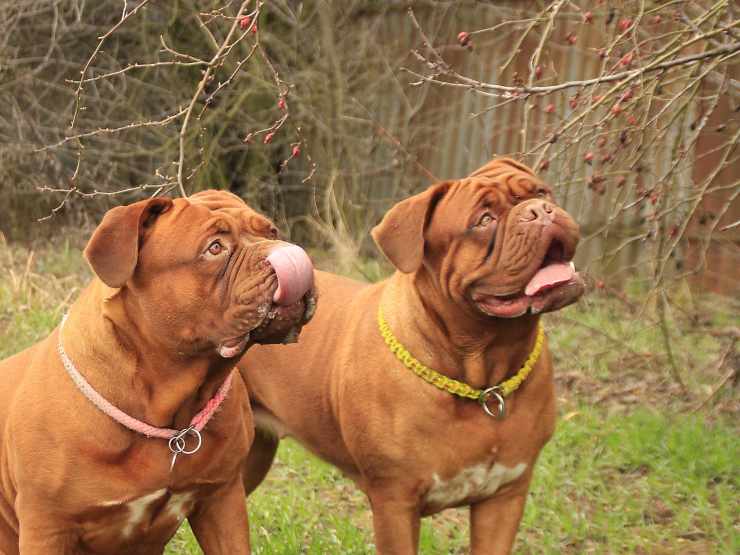 Cani di razza