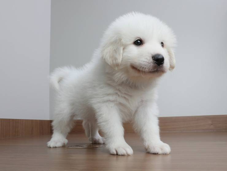 cane