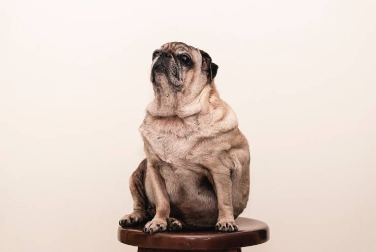 Quando Fido è in sovrappeso (Foto unsplash)