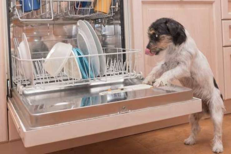 come pulire la ciotola del cane