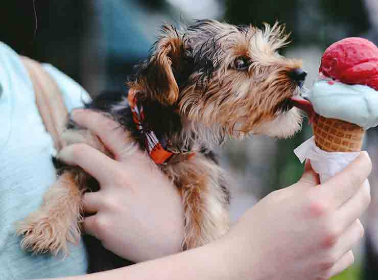 cane mangia gelato